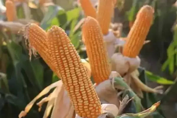 兴玉1号玉米种子特征特性及中抗玉米螟情况？插图2