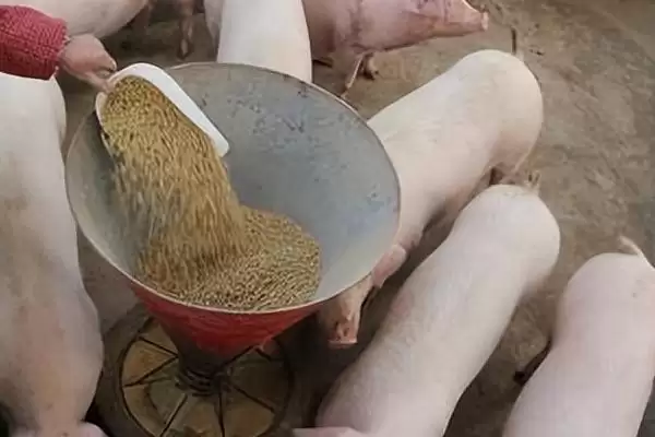 养猪没麸皮用什么代替(养猪没麸皮可用什么替代)?插图2 养猪没麸皮用什么代替(养猪没麸皮可用什么替代)?插图2