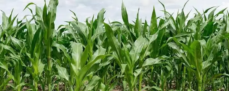 中邦6号玉米品种啥情况(中邦6号玉米品种中抗茎腐病（20.4%MR）)？-会东网