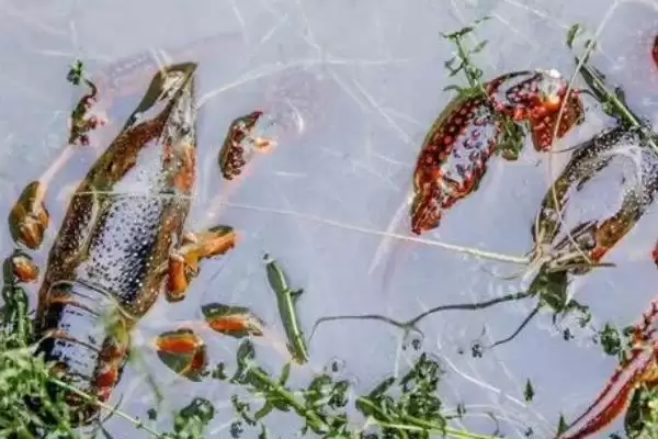 小龙虾怎么养殖(小龙虾养殖需清塘消毒、培育浮游生物后放虾苗)？插图7