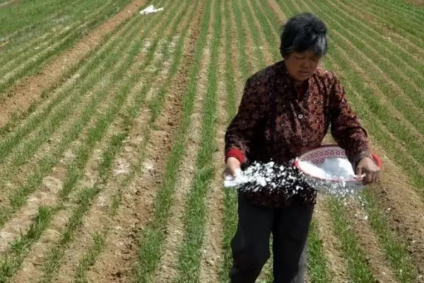 小麦底肥选择：有机和无机结合方式要点？插图1