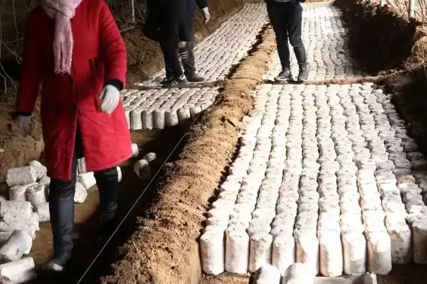 猪肚菇是什么菌类(猪肚菇是一种较常见的野生食用菌)?插图2 猪肚菇是什么菌类(猪肚菇是一种较常见的野生食用菌)?插图2