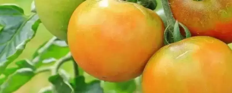 作物的营养临界期相关介绍，是指对养分没有太多需求、但缺少养分会导致发育不良的时期？-会东网