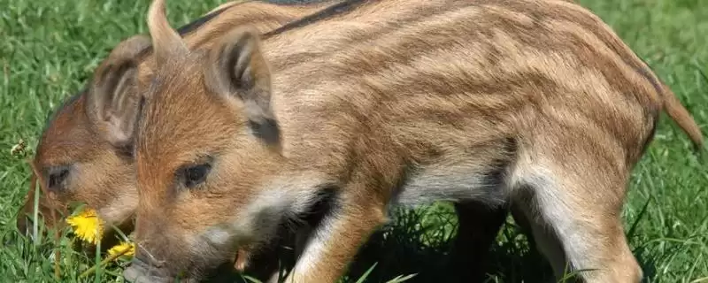 野猪简介(野猪的基本情况介绍)？-会东网