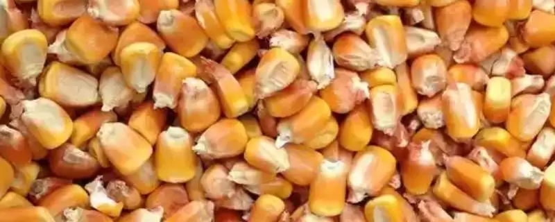 玉米怎么酿醋(玉米酿醋需去皮碾碎后装入缸内酿制)？-会东网