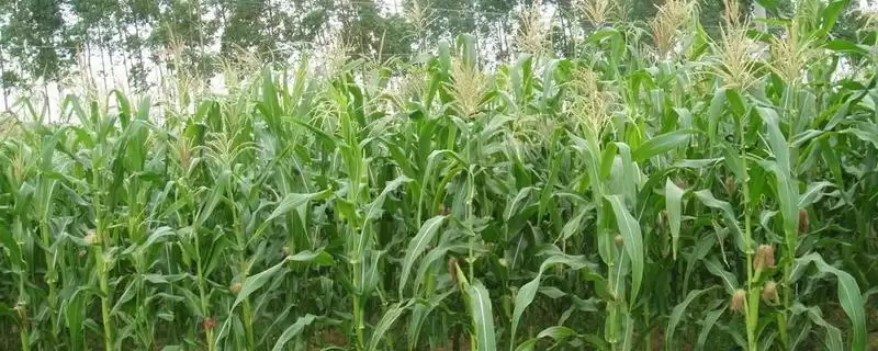 一丰123玉米品种的特性(一丰123玉米品种特性有哪些)？-会东网