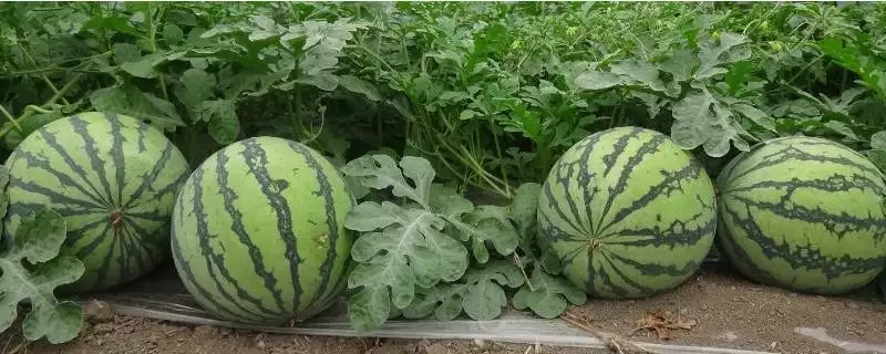 早佳8424西瓜品种介绍(早佳8424西瓜品种情况如何介绍)？-会东网