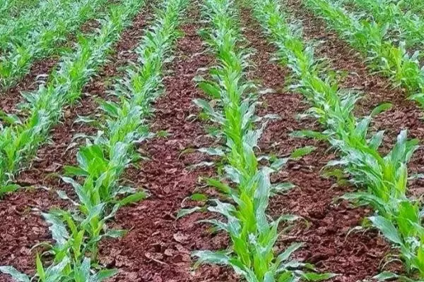 夏玉米苗期管理方法及间苗和定苗要点?插图1 夏玉米苗期管理方法及间苗和定苗要点?插图1