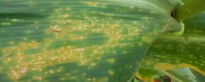 玉米褐斑病怎么防治(玉米褐斑病的有效防治方法是什么)？-会东网