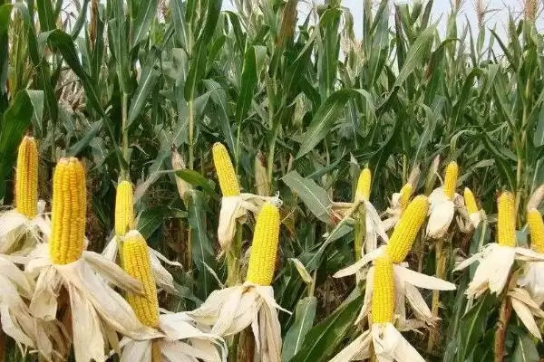 筑黄5号（区试名称：筑黄9836）玉米品种有啥特性(筑黄5号玉米品种每亩种植密度3000株左右)？插图1