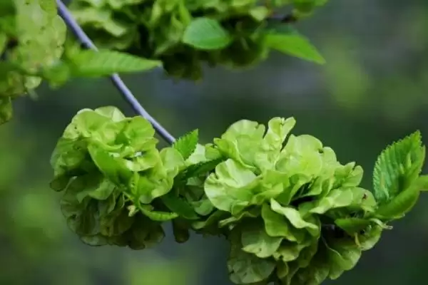 榆钱可以吃吗(榆钱是否可以食用)?插图3 榆钱可以吃吗(榆钱是否可以食用)?插图3