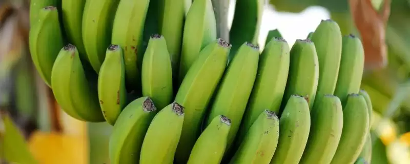 香蕉病虫害及防治方法：不同病虫害不同防治要点？-会东网