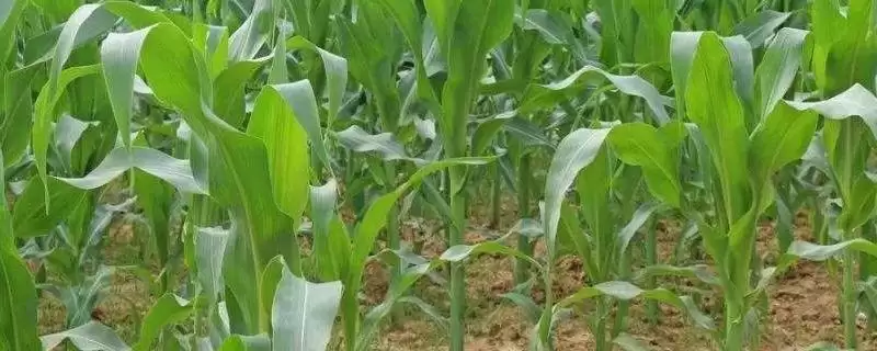 远科706玉米种子简介(远科706玉米种子情况怎样简介)？-会东网