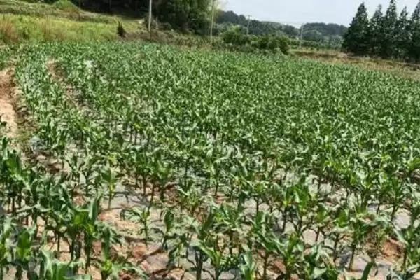 早糯玉米什么时候播种(早糯玉米的播种时间是什么时候)？插图5