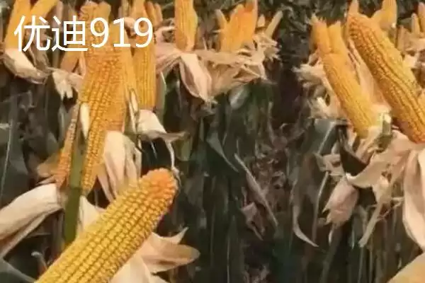 有哪些品质好的玉米种(品质好的玉米种有哪些推荐)？插图2