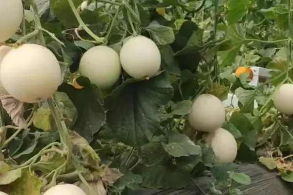 种哪些作物亩收入可达到上万元，西瓜、草莓、甜瓜等水果均为适宜选择？插图3