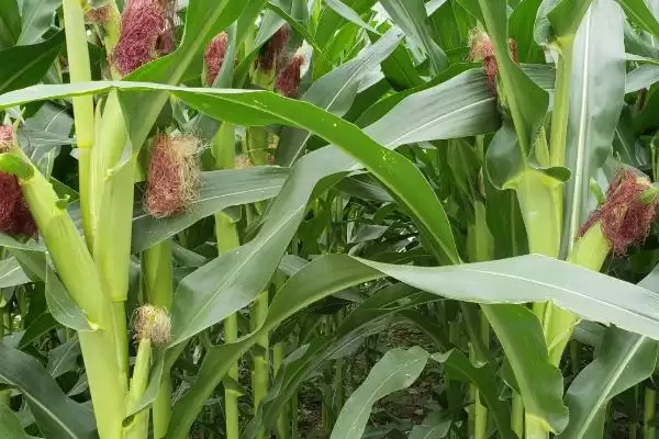 先丰1316玉米种子简介及出苗至成熟天数？插图2