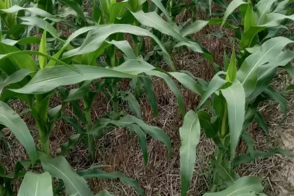 玺旺188玉米品种简介及中抗茎腐病情况?插图2 玺旺188玉米品种简介及中抗茎腐病情况?插图2