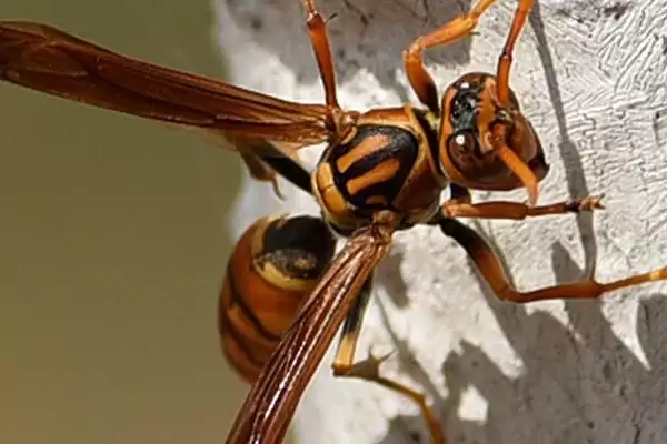 细腰蜂介绍：捕食性蜂类及常见小型蜂类特点？插图1