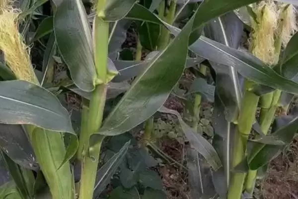 正成018玉米品种有啥特性(正成018玉米品种种植介绍)?插图3 正成018玉米品种有啥特性(正成018玉米品种种植介绍)?插图3