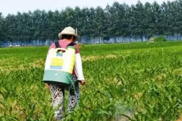 玉米纹枯病的症状(玉米纹枯病的症状是什么样的)？插图2