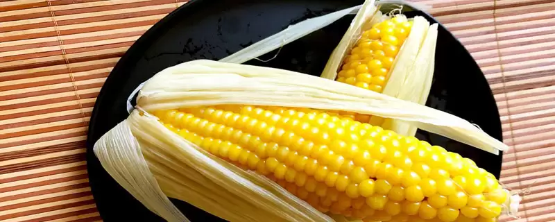 欣科9139玉米种子特征特性及高抗腐霉茎腐病情况？-会东网