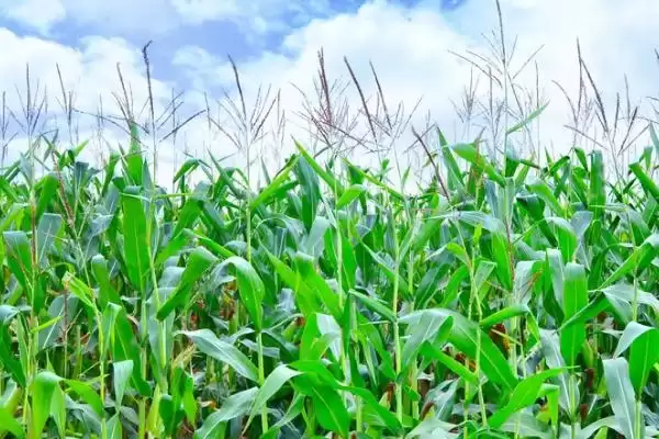 新甜玉8号玉米种子特征特性及错期播种要点?插图3 新甜玉8号玉米种子特征特性及错期播种要点?插图3