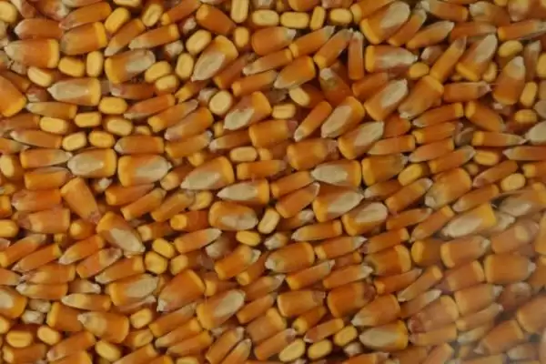 玉米种子翌年能不能用(玉米种子第二年还能否使用)?插图7 玉米种子翌年能不能用(玉米种子第二年还能否使用)?插图7