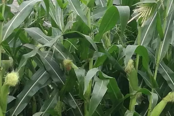 中泰737玉米种啥情况(中泰737玉米种出苗至成熟约126天左右)?插图2 中泰737玉米种啥情况(中泰737玉米种出苗至成熟约126天左右)?插图2