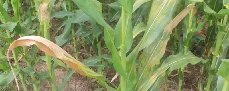 玉米褐斑病的症状(玉米褐斑病的症状表现有哪些)？-会东网