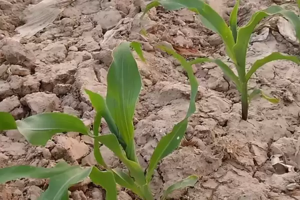 夏玉米苗期管理方法及间苗和定苗要点?插图3 夏玉米苗期管理方法及间苗和定苗要点?插图3