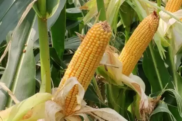 郑玉857玉米品种有啥特性(郑玉857玉米品种密度4500-5000株/亩)?插图3 郑玉857玉米品种有啥特性(郑玉857玉米品种密度4500-5000株/亩)?插图3