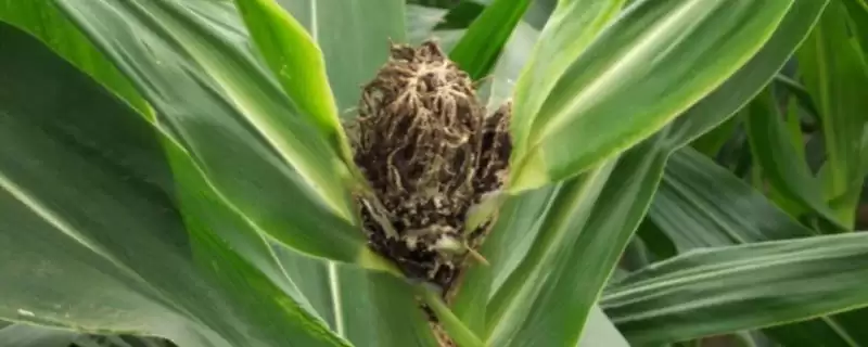 玉米丝黑穗病介绍(玉米丝黑穗病的基本情况介绍)？-会东网