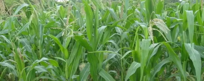 宣宏18玉米种子特征特性及每亩播种要点？-会东网
