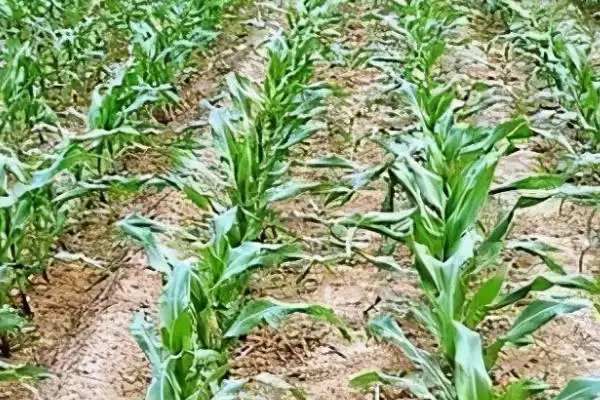 玉米苗被水淹黄了怎么办(玉米苗被水淹黄后如何处理)？插图3