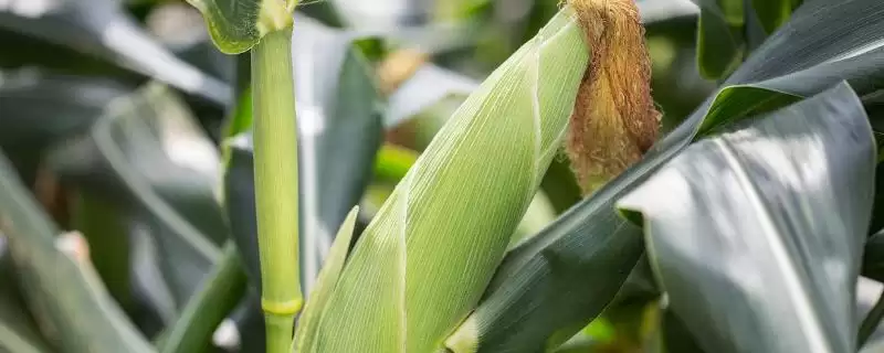 新中玉161玉米品种特性及生育期要点？-会东网