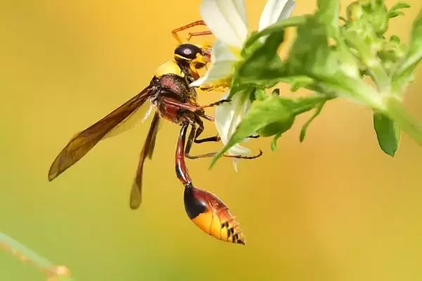 细腰蜂介绍：常见小型蜂类及捕食性蜂类特点？插图3