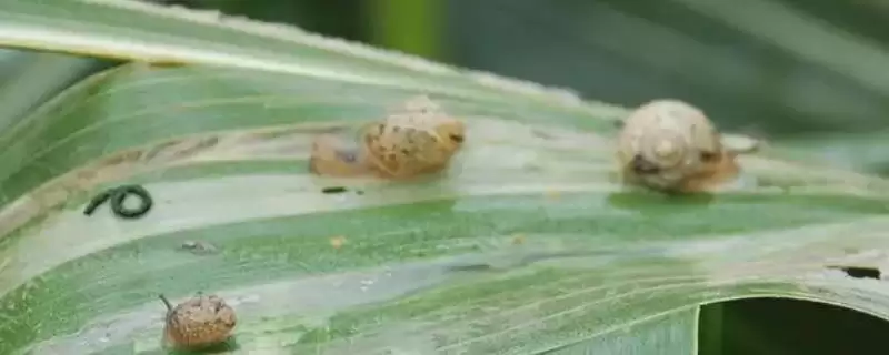 玉米地蜗牛打药多长时间能死(玉米地打药杀蜗牛多久能起效)?插图 玉米地蜗牛打药多长时间能死(玉米地打药杀蜗牛多久能起效)?插图