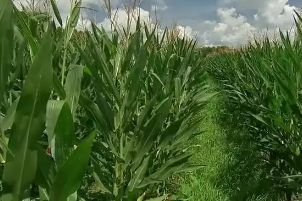 浙甜16玉米品种有啥特性(浙甜16玉米品种注意防治小斑病)？插图1