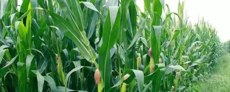 钻卡巴巴玉米种子啥情况(钻卡巴巴玉米种子防治虫害)？-会东网