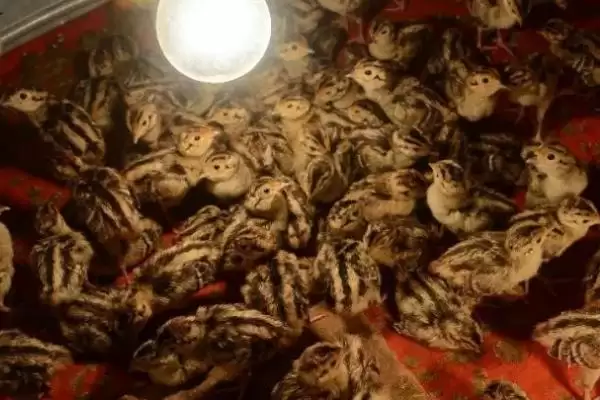 幼小野鸡苗怎么养(幼小野鸡苗养殖方法有哪些)?插图1 幼小野鸡苗怎么养(幼小野鸡苗养殖方法有哪些)?插图1