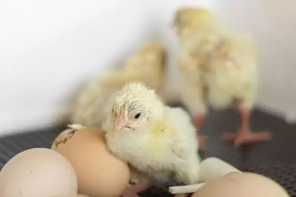 小鸡孵化后喂食时间及开食要点?插图1 小鸡孵化后喂食时间及开食要点?插图1