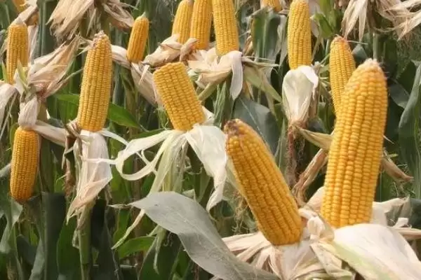 正科育1号玉米品种有啥特性(正科育1号玉米品种注意防治茎腐病和矮花叶病)？插图2