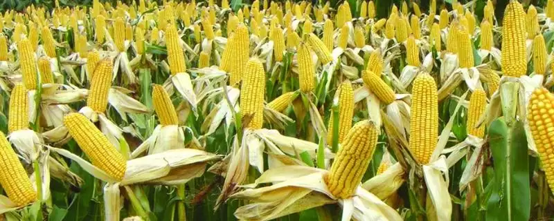 真金308玉米品种有啥特性(真金308玉米品种拔节期每亩追施尿素15kg)？-会东网