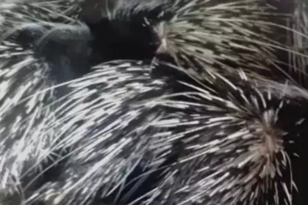 养殖豪猪的销路(养殖豪猪的销路在哪里)？插图1