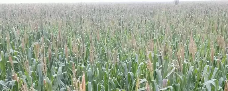 烟玉6607玉米品种简介及普通夏玉米品种要点?-会东网