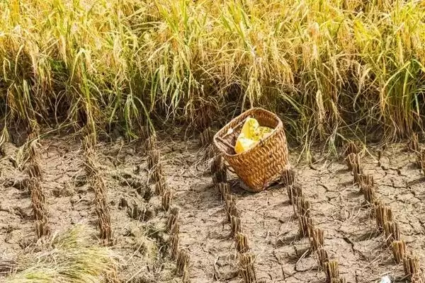 捉泥鳅的方法有哪些(捉泥鳅有常见的五种方法)?插图5 捉泥鳅的方法有哪些(捉泥鳅有常见的五种方法)?插图5