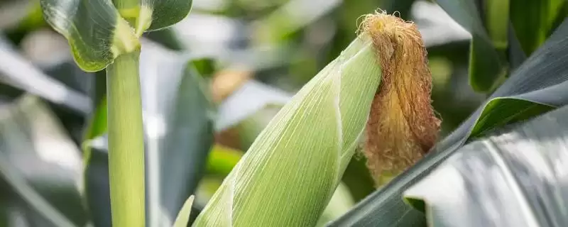 紫云1号（试验名称：紫云1号）玉米种子啥情况(紫云1号玉米种子中抗锈病)？-会东网