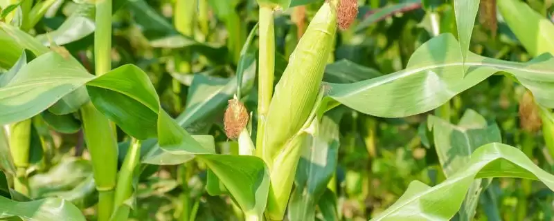 云金8号玉米种子特征特性(云金8号玉米种子特性有哪些)？-会东网