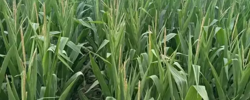 玉米穗期的管理方法(玉米穗期管理方法和要点有哪些)？-会东网